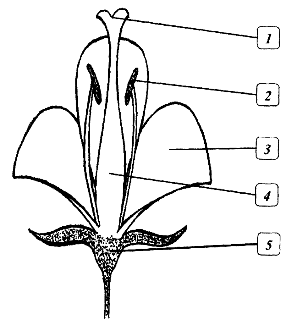 На рисунке изображена схема строение цветка. Чашечка чашелистик лист венчик черешок пестик пыльник. Строение цветка амариллиса схема. Орхидея околоцветник. Строение строение цветка.