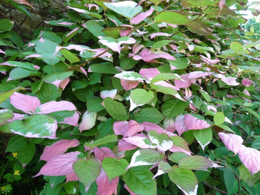 Actinidia chinensis