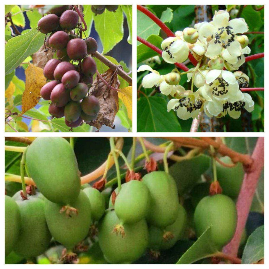 Актинидия аргута Ананасная