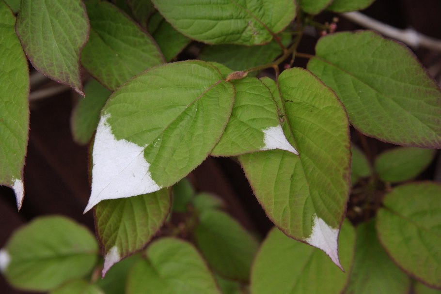 Актинидия коломикта Лиана