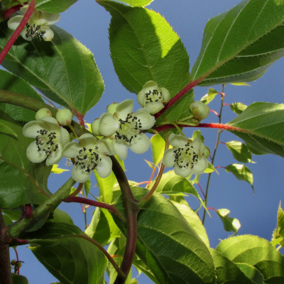Актинидия аргута Jumbo
