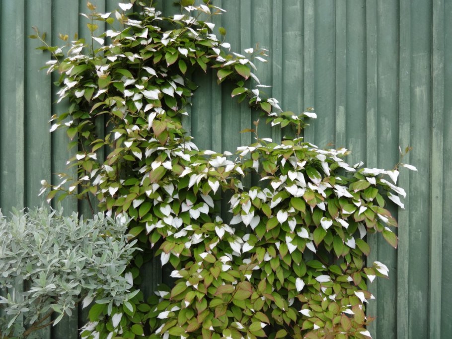 Актинидия коломикта адам