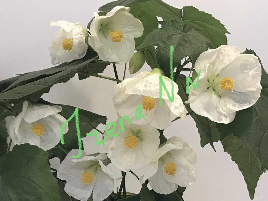 Абутилон Белоснежка высота