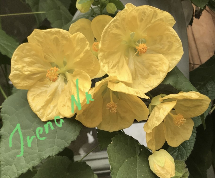 Абутилон Bella Yellow