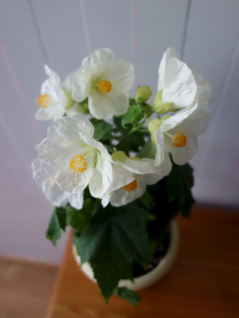 Фото абутилона Белоснежка