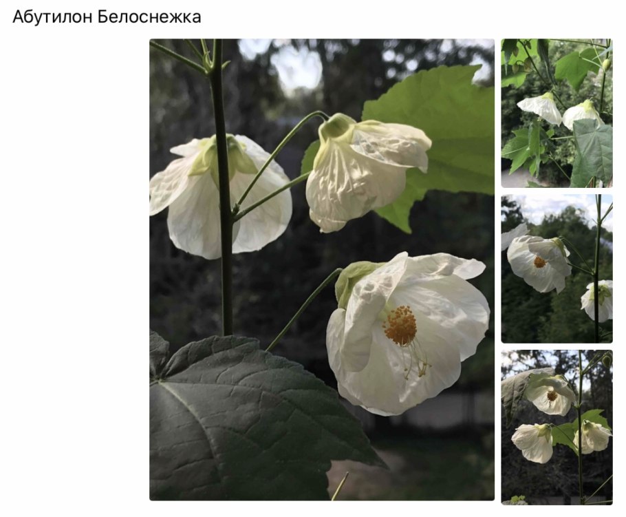 Абутилон Пьер