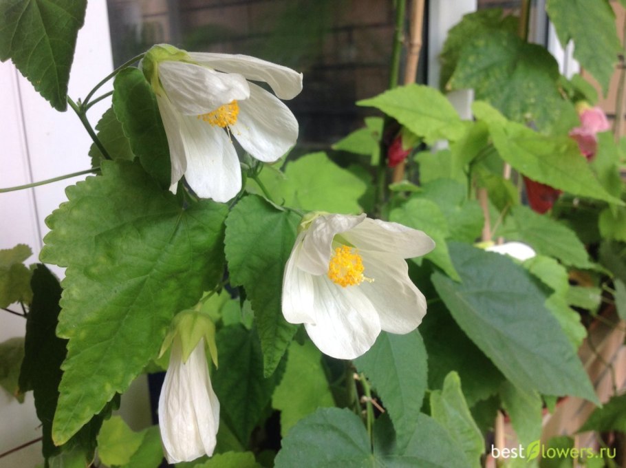 Абутилон Изабелла