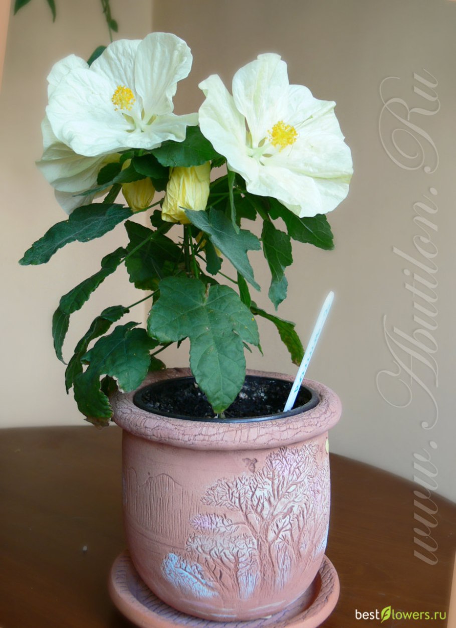 Абутилон белый