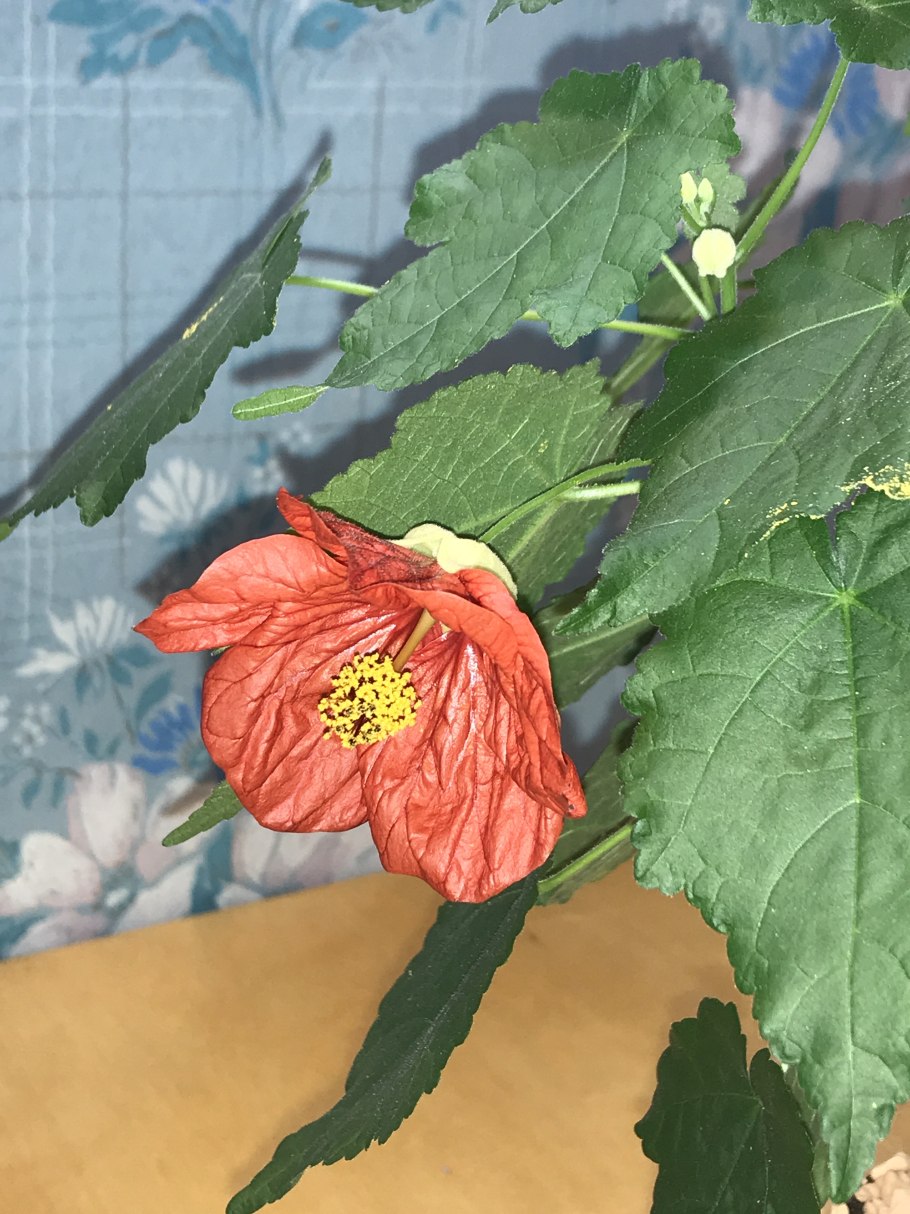 Абутилон гибридный белый