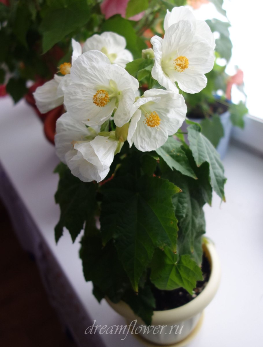 Белоснежка семенами абутилон