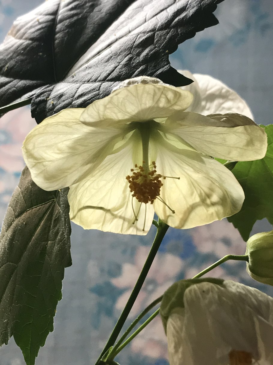 Абутилон Фрейя