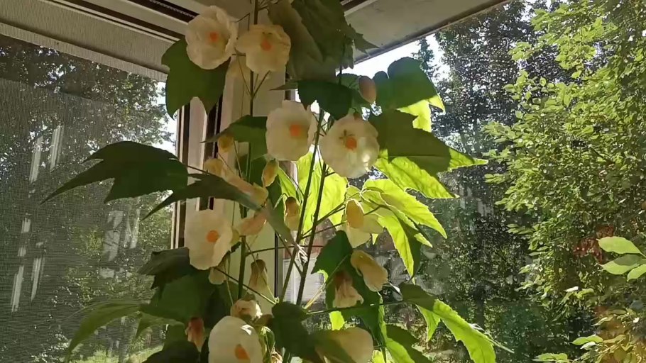 Абутилон Belladonna