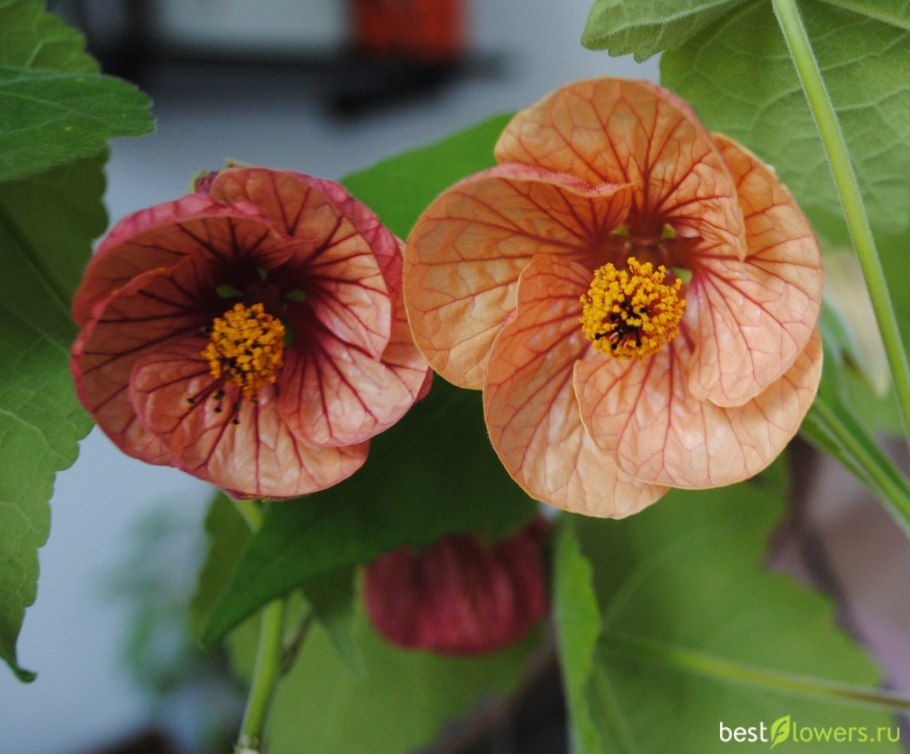 Абутилон альбертино