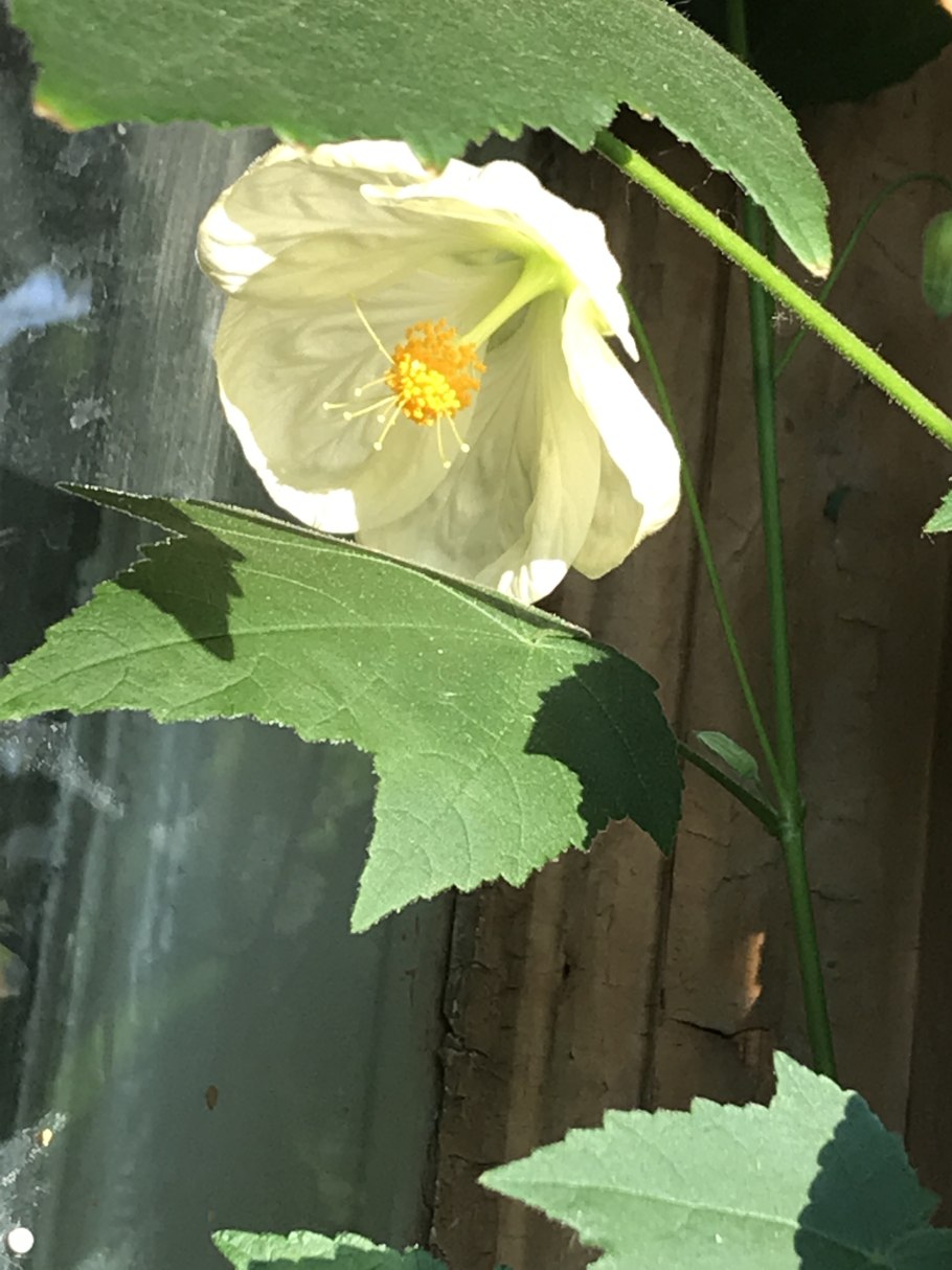 Абутилон Изабелла