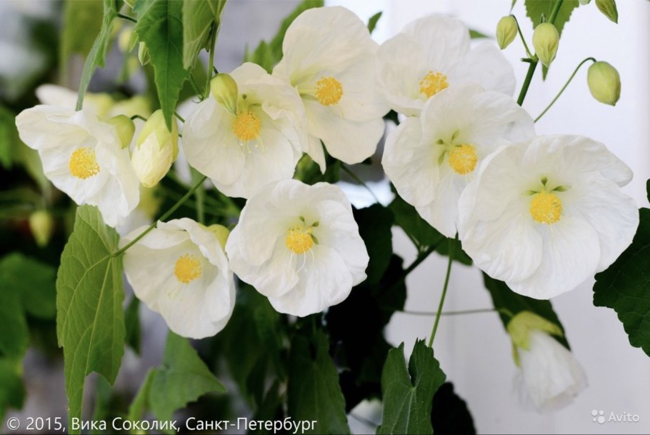 Вика Соколик абутилоны