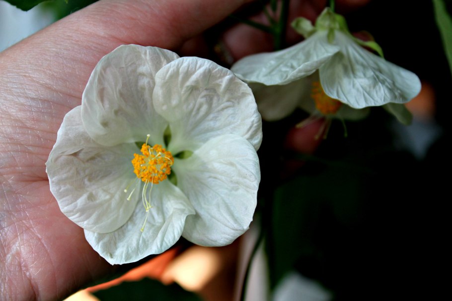 Абутилон Белоснежка фото