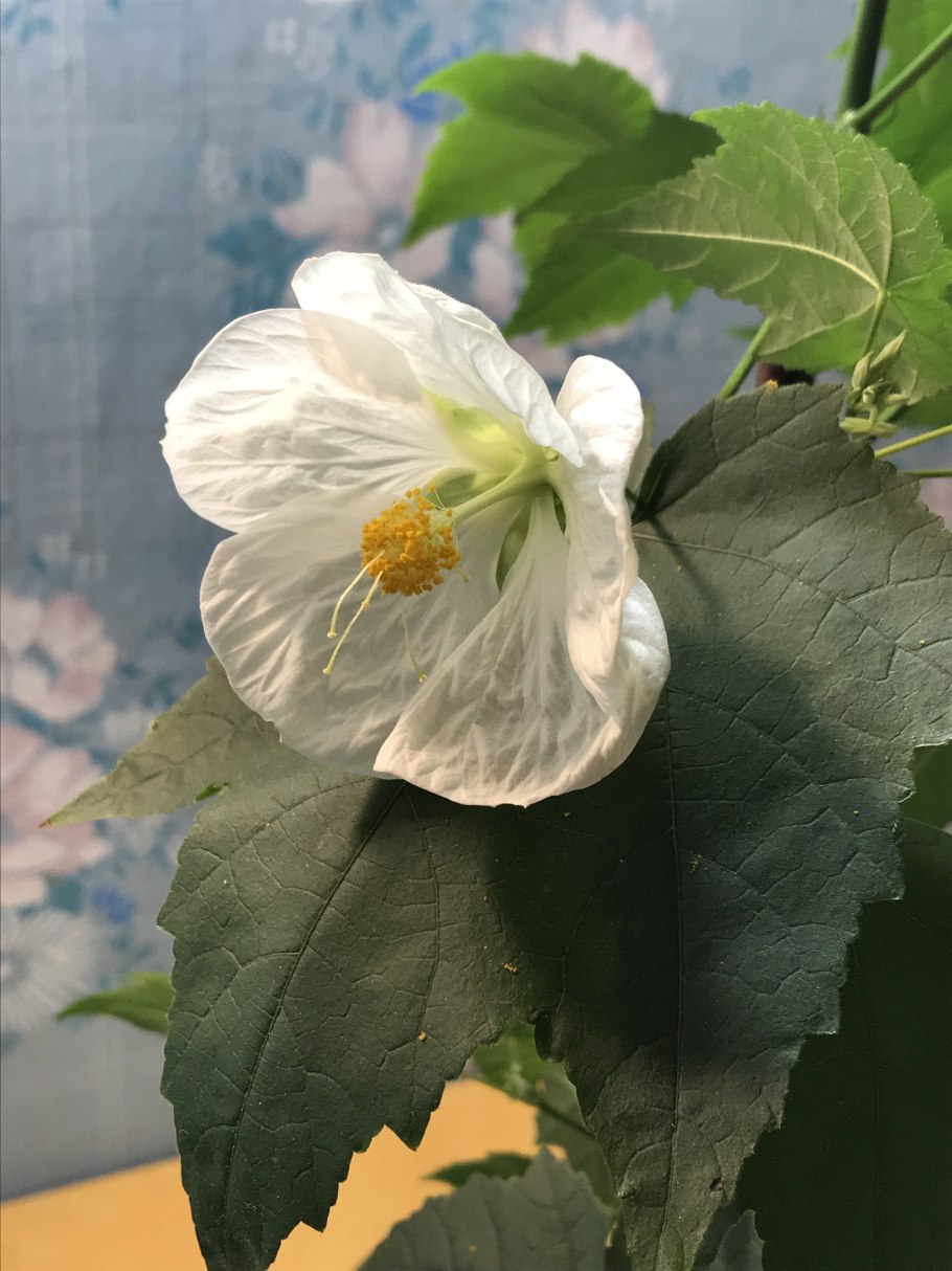 Абутилон гибридный