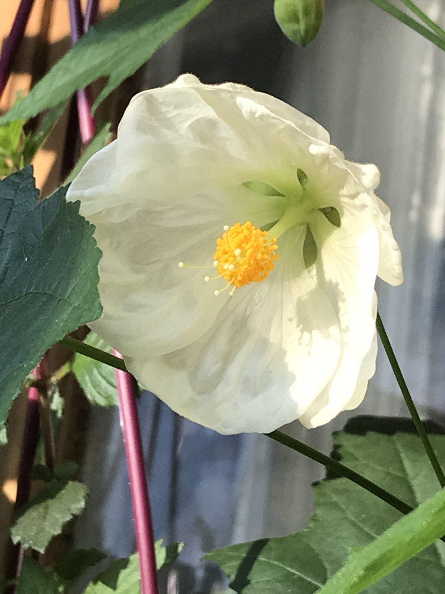 Абутилон гибридный Бельвью