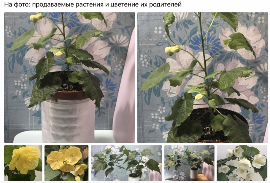 Клен Цветущий розовыми цветами