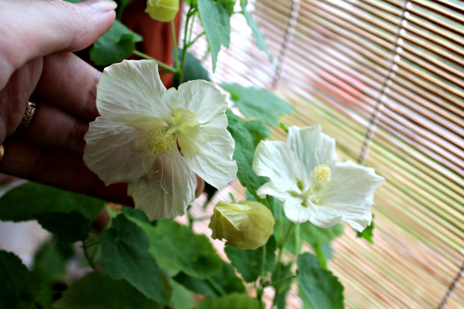 Абутилон Белла Ванилла