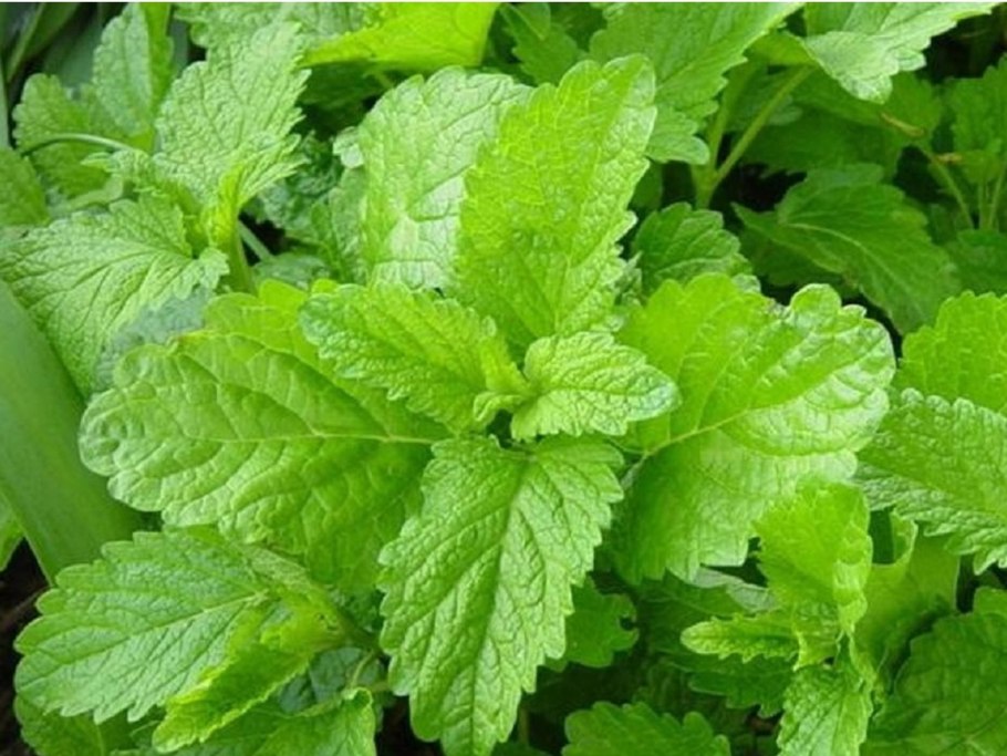 Мелисса Lemon Balm