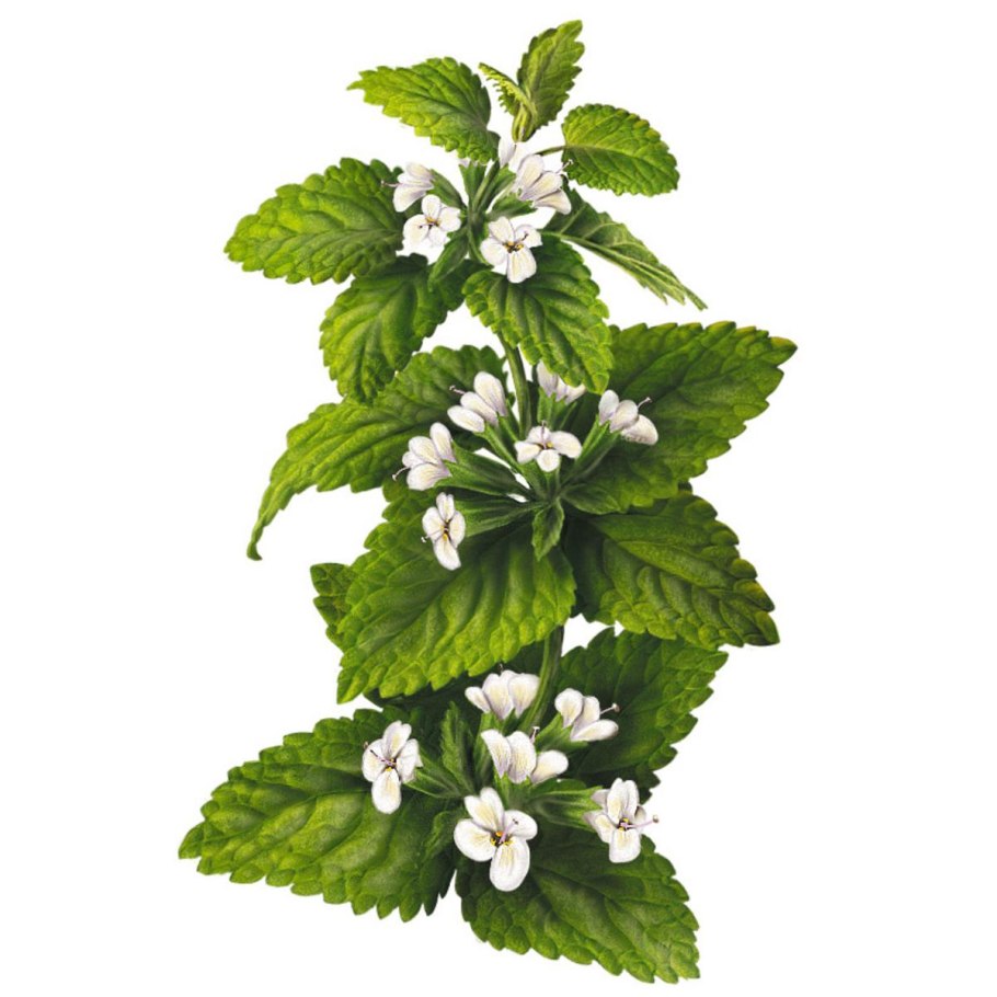 Мелисса пряная трава