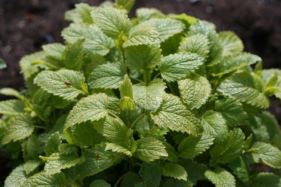 Мелисса Lemon Balm