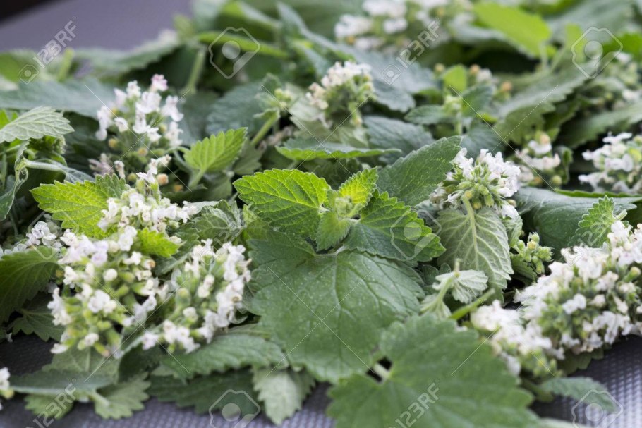 Мелисса (травы)