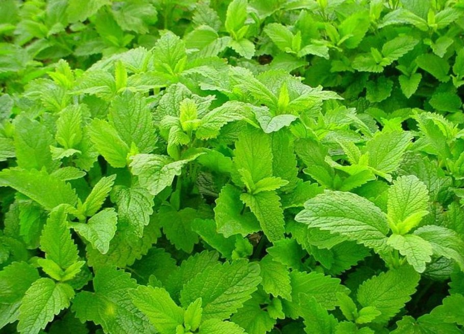 Мелисса растение