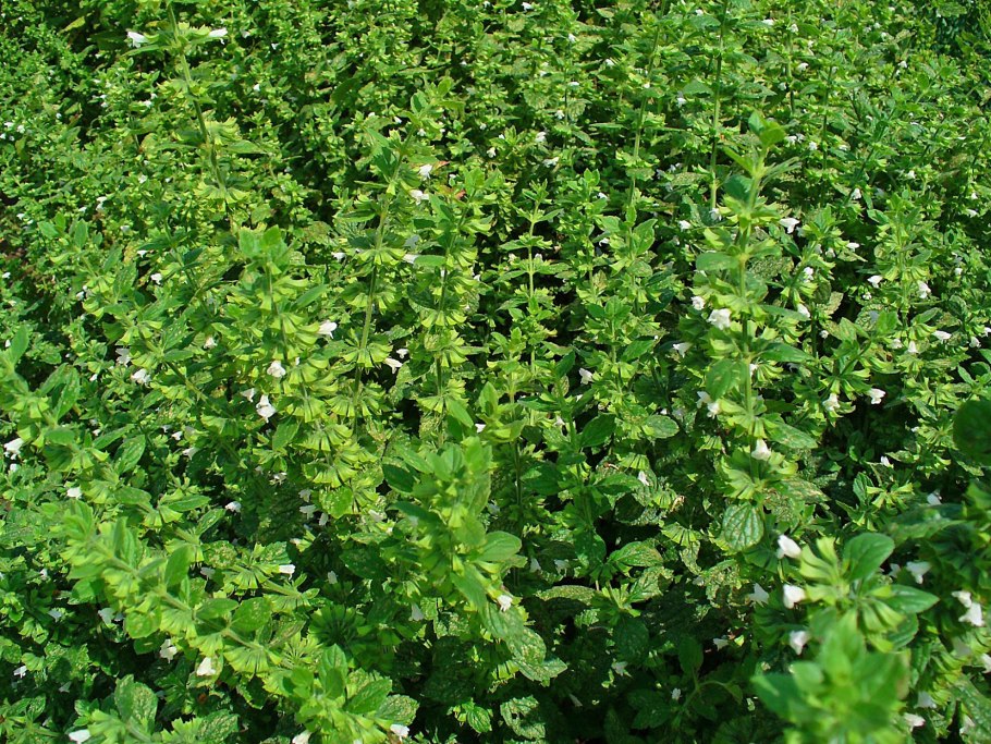 Мелисса кустарник