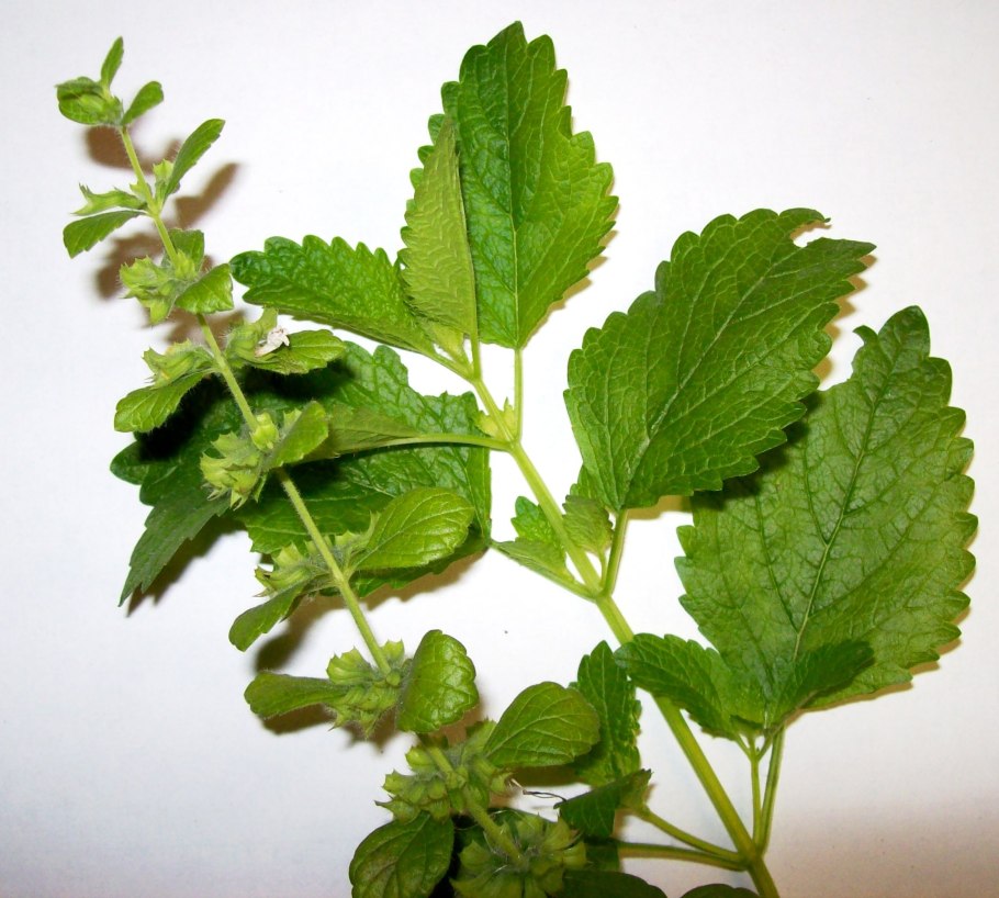 Мелисса лекарственная (Melissa officinalis)