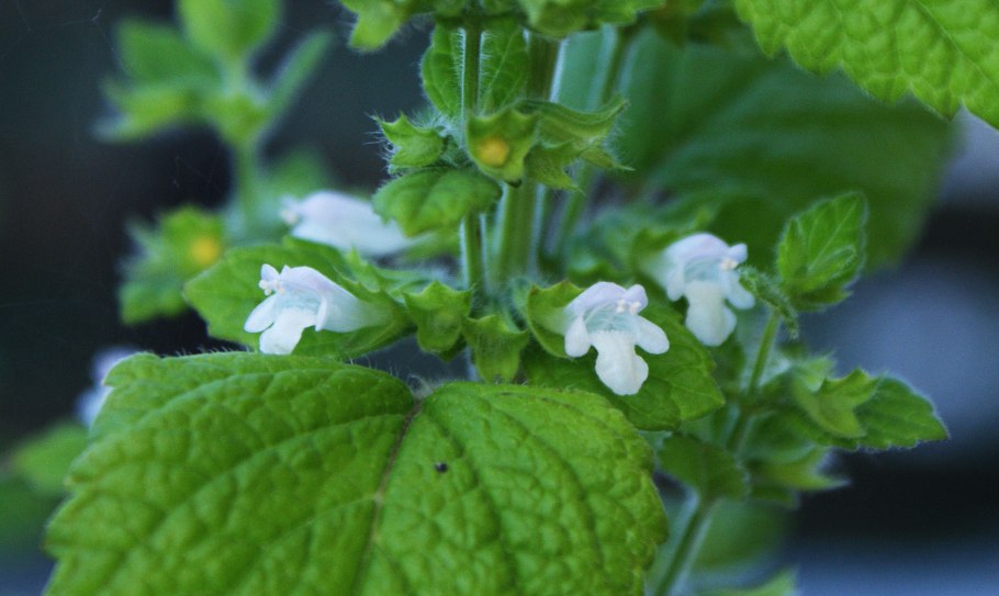 Мята Земляничная