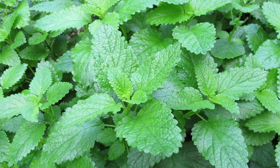 Мелисса (травы)