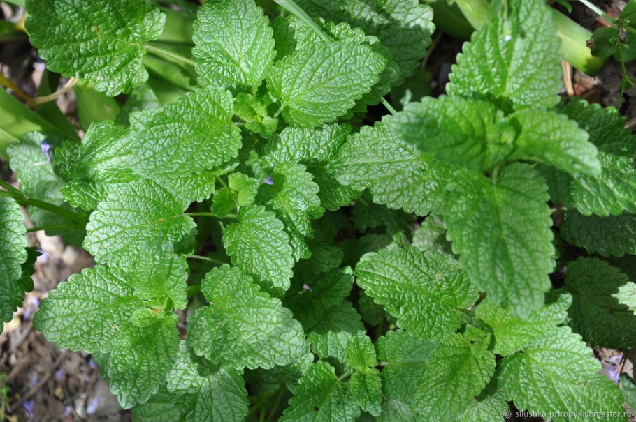 Мелисса обыкновенная