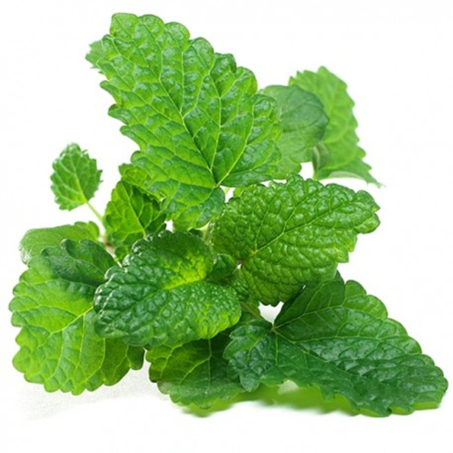Lemon Balm растение