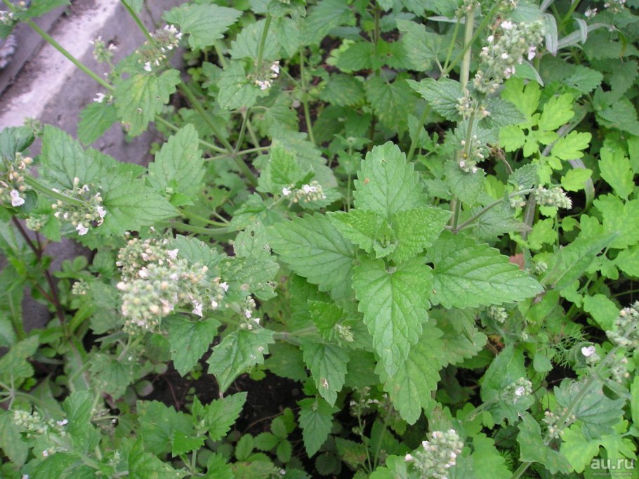 Мелисса (травы)