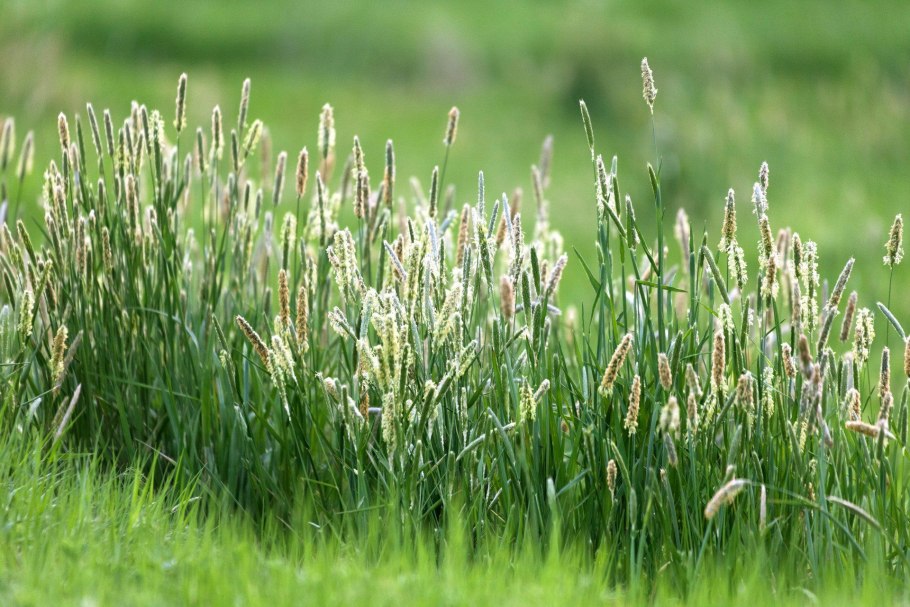 Тимофеевка (Phleum)