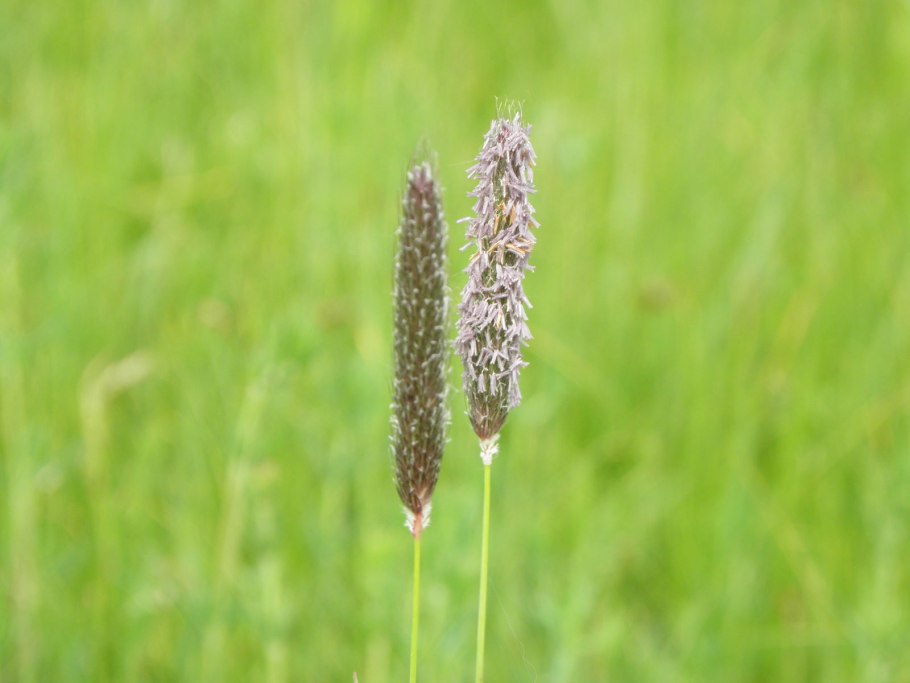 Лисохвост Луговой (Alopecurus pratensis).