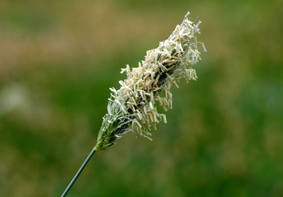 Тимофеевка Луговая (Phleum pratense)
