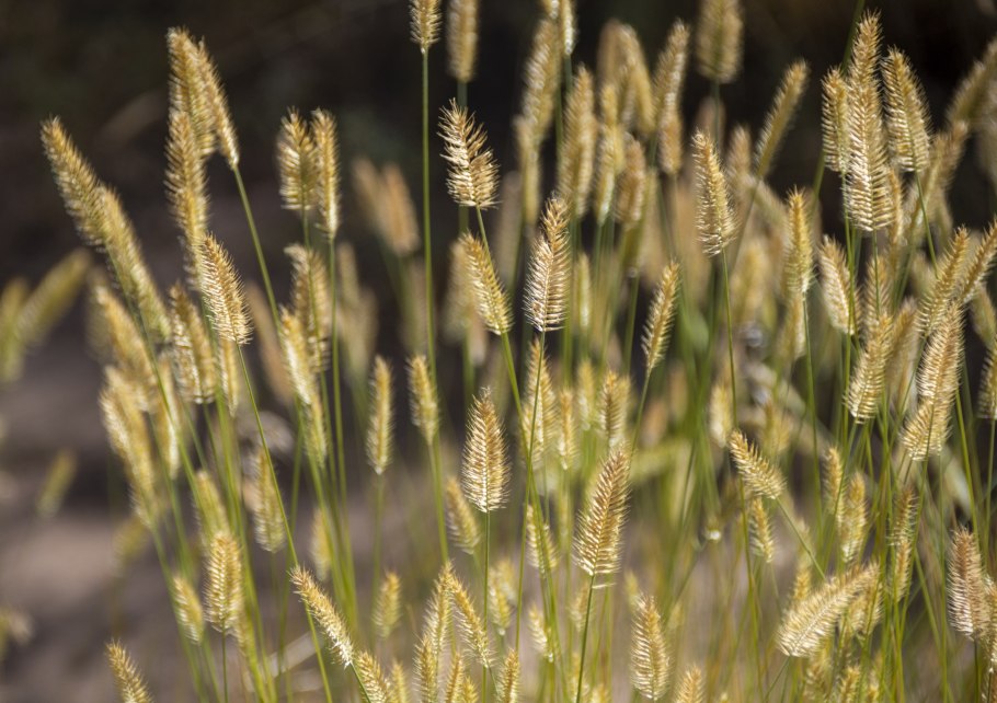 Лисохвост Луговой (Alopecurus pratensis).