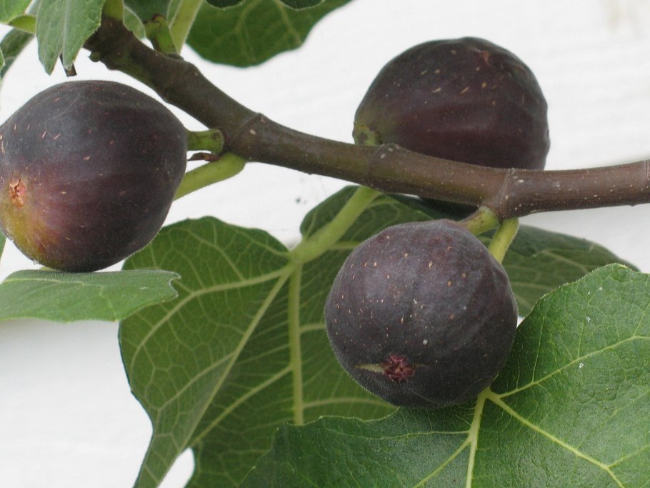 Инжир фиговое дерево смоковница