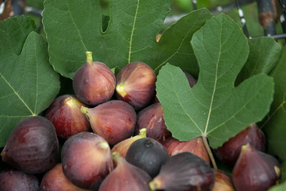 Инжир фиговое дерево смоковница