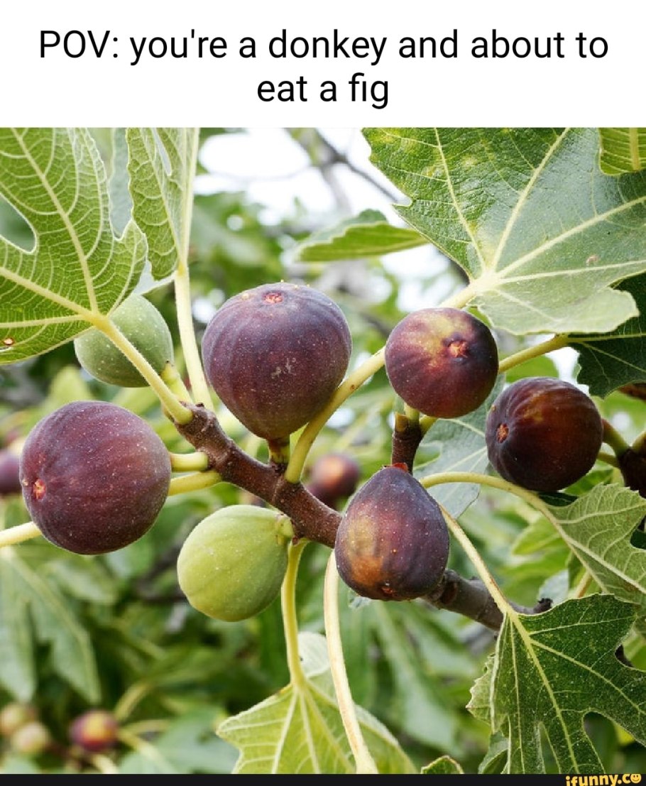 Инжир фиговое дерево