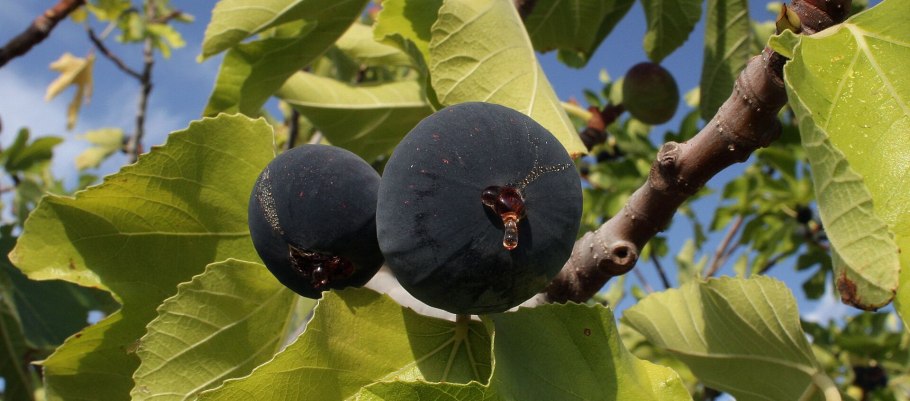 Инжир Вердино