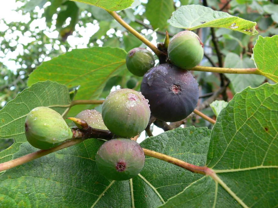 Инжир фиговое дерево