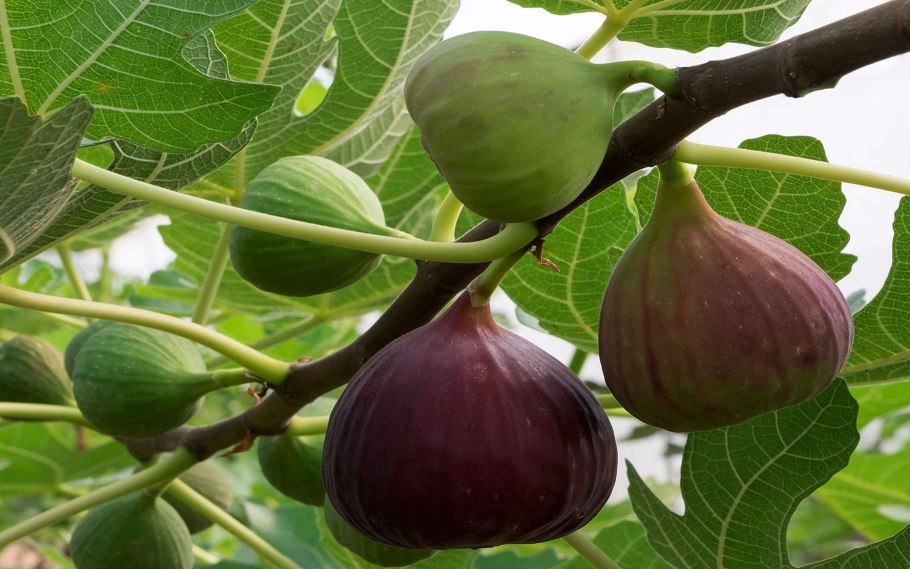 Инжир (Ficus carica)