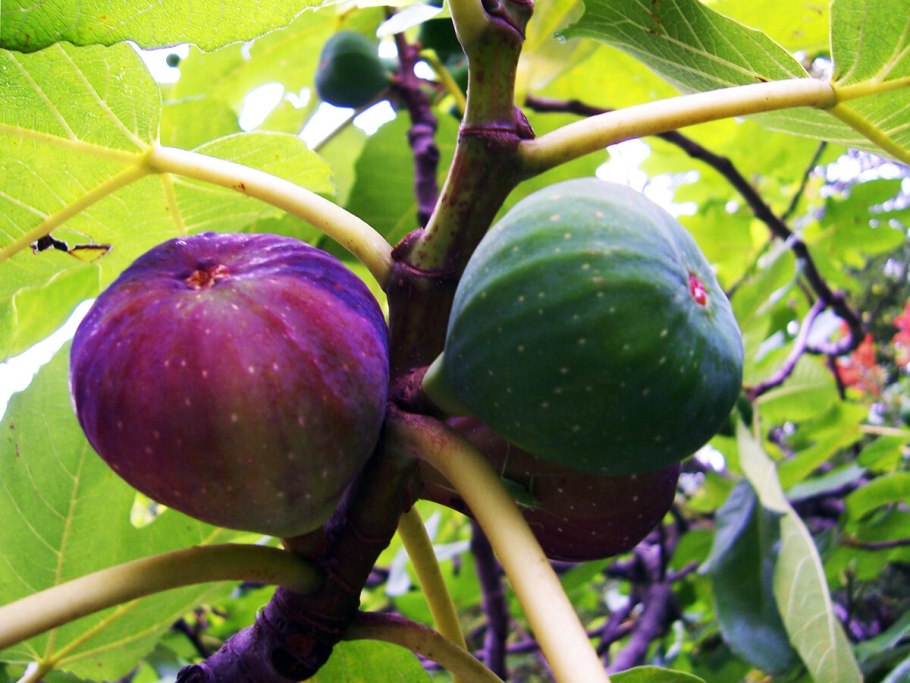 Инжир смоковница