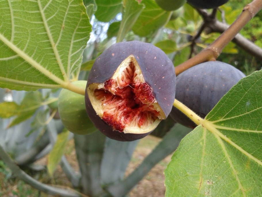 Инжир – Ficus carica l.