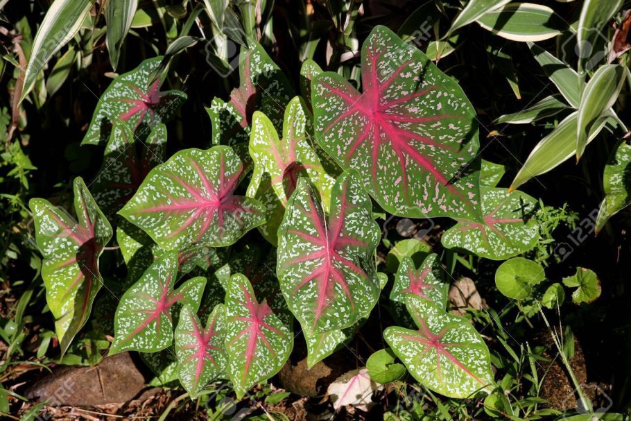 Каладиум Гумбольдта