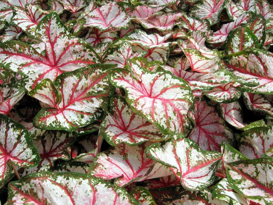 Каладиум Шомбурга